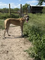 Annabelle , a female Great Dane for sale in Orange Grove, TX – 3 of 3