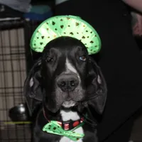 Bates, a male Great Dane for sale in Orange Grove, TX – Photo 6 of 7