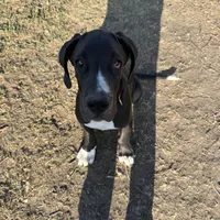 Bates, a male Great Dane for sale in Orange Grove, TX – Photo 2 of 7