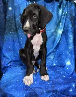 Bates, a male Great Dane for sale in Orange Grove, TX – Photo 9 of 10