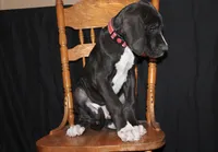 Bates, a male Great Dane for sale in Orange Grove, TX – Photo 6 of 10