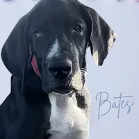 Bates, a male Great Dane for sale in Orange Grove, TX – Photo 4 of 7