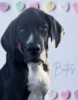 Bates, a male Great Dane for sale in Orange Grove, TX – Photo 2 of 10