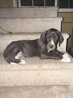 Bates, a male Great Dane for sale in Orange Grove, TX – Photo 10 of 10