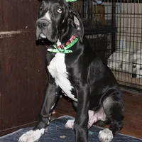 Bates, a male Great Dane for sale in Orange Grove, TX – Photo 7 of 7