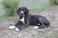 Bates, a male Great Dane for sale in Orange Grove, TX – Photo 7 of 10