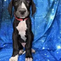 Bates, a male Great Dane for sale in Orange Grove, TX – Photo 5 of 7