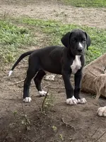 Bates, a male Great Dane for sale in Orange Grove, TX – Photo 5 of 10