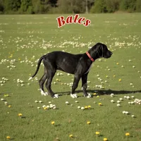 Bates, a male Great Dane for sale in Orange Grove, TX – Photo 3 of 7