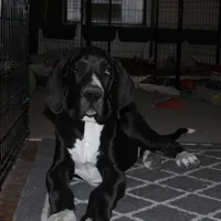 Bates, a male Great Dane for sale in Orange Grove, TX – Photo 1 of 7