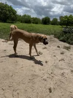 Valkyrie , a female Great Dane for sale in Orange Grove, TX – 1 of 10