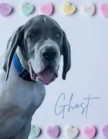 Ghost, a male Great Dane for sale in Orange Grove, TX – Photo 3 of 4