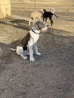 Ghost, a male Great Dane for sale in Orange Grove, TX – Photo 1 of 4