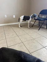 Ghost, a male Great Dane for sale in Orange Grove, TX – Photo 4 of 4