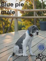 Ghost, a male Great Dane for sale in Orange Grove, TX – Photo 2 of 4