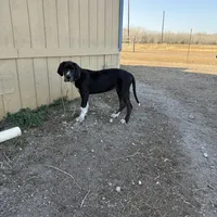 Esther , a female Great Dane for sale in Orange Grove, TX – Photo 5 of 7