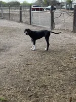 Esther , a female Great Dane for sale in Orange Grove, TX – Photo 4 of 7