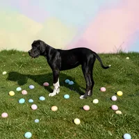 Esther , a female Great Dane for sale in Orange Grove, TX – Photo 3 of 7