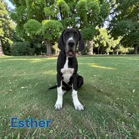 Esther , a female Great Dane for sale in Orange Grove, TX – Photo 2 of 7