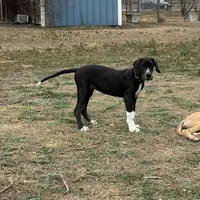 Esther , a female Great Dane for sale in Orange Grove, TX – Photo 6 of 7