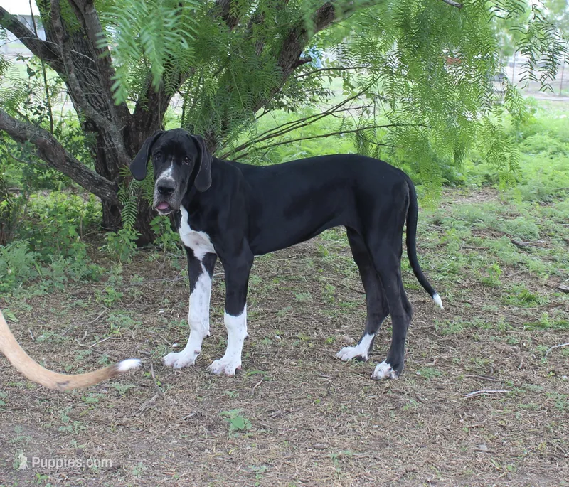Esther  – Great Dane puppy for sale in Orange Grove, TX