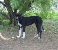 Esther , a female Great Dane for sale in Orange Grove, TX – 5 of 6