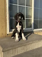 Esther , a female Great Dane for sale in Orange Grove, TX – Photo 1 of 3