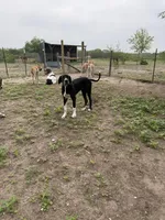 Esther , a female Great Dane for sale in Orange Grove, TX – 2 of 6