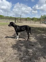 Esther , a female Great Dane for sale in Orange Grove, TX – 4 of 6