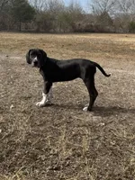 Esther , a female Great Dane for sale in Orange Grove, TX – Photo 2 of 3