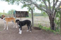 Esther , a female Great Dane for sale in Orange Grove, TX – 3 of 6