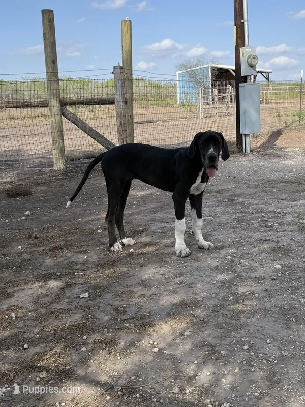 Esther  – Great Dane puppy for sale in Orange Grove, TX
