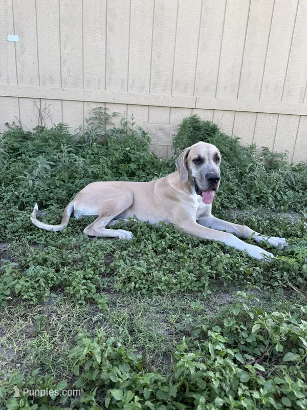 Annabelle  – Great Dane puppy for sale in Orange Grove, TX