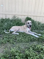Annabelle , a female Great Dane for sale in Orange Grove, TX – 1 of 3
