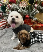 Penny, a female Poodle - Toy  for sale in Chesapeake, VA – Photo 4 of 4