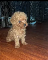 Penny, a female Poodle - Toy  for sale in Chesapeake, VA – Photo 2 of 4