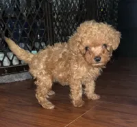 Penny, a female Poodle - Toy  for sale in Chesapeake, VA – Photo 3 of 4