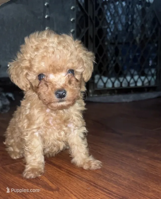 Penny – Poodle - Toy  puppy for sale in Chesapeake, VA