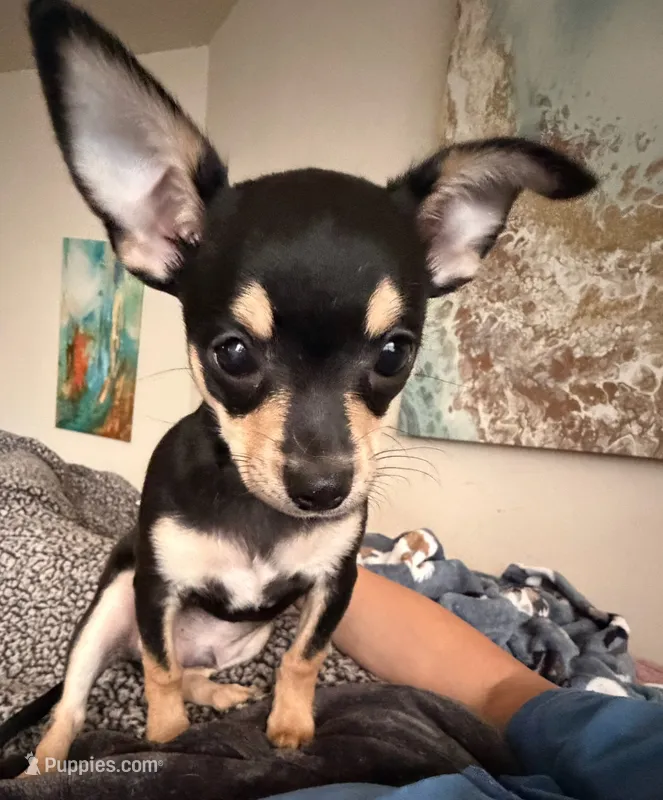 jofrey – Chihuahua puppy for sale in Washington, DC