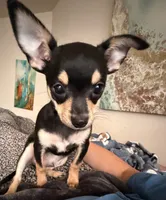 jofrey, a male Chihuahua for sale in Washington, DC – 1 of 1