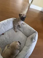 Teddy, a male Pug for sale in Chula Vista, CA – 4 of 10