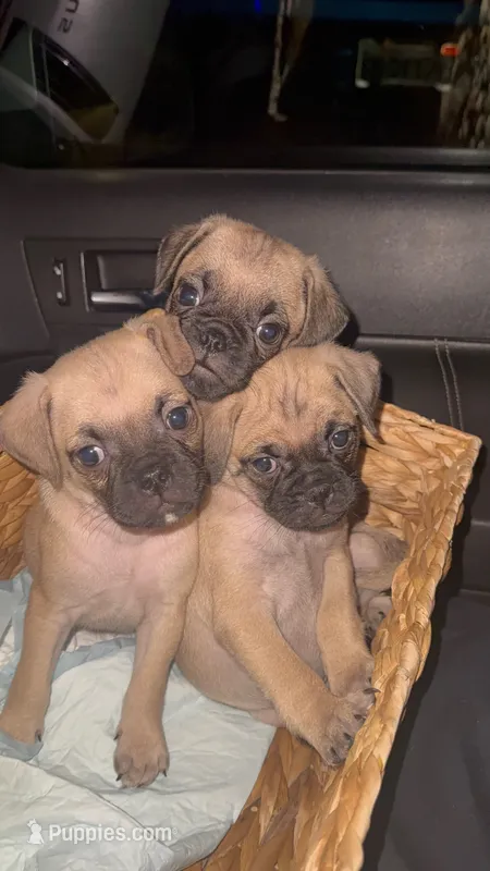 Teddy – Pug puppy for sale in Chula Vista, CA