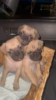 Teddy, a male Pug for sale in Chula Vista, CA – 1 of 10