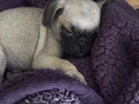 Nova, a female Pug for sale in Chula Vista, CA – 2 of 9