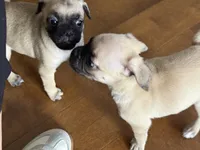 Nova, a female Pug for sale in Chula Vista, CA – 3 of 9