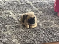 Teddy, a male Pug for sale in Chula Vista, CA – 9 of 10