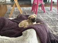 Nova, a female Pug for sale in Chula Vista, CA – 5 of 9
