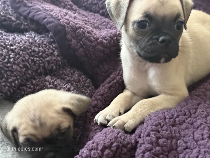 Nala – Pug puppy for sale in Chula Vista, CA