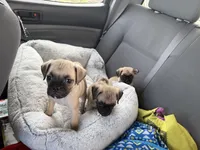 Nala, a female Pug for sale in Chula Vista, CA – 4 of 6