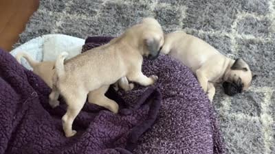Nala, a female Pug for sale in Chula Vista, CA – 6 of 6